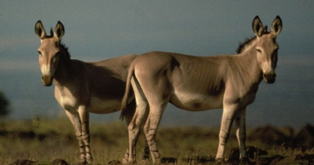 African wild ass animals that have stripes