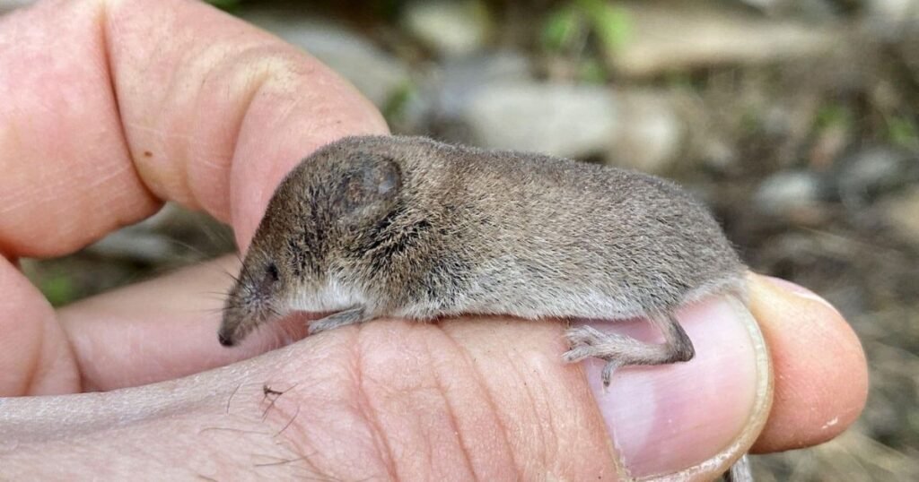 American Pygmy Shrews what animal eats