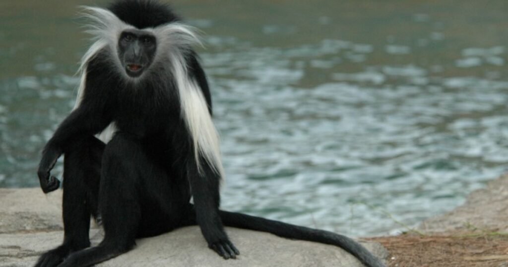 Angola Colobus animal with long tail