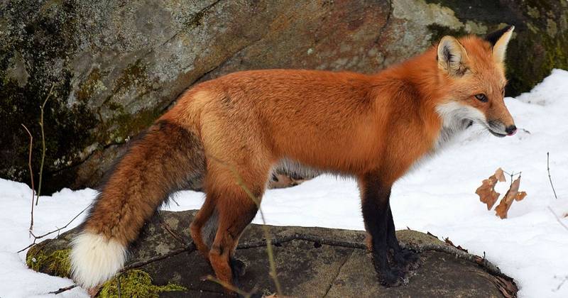 Animals Similar to Foxes