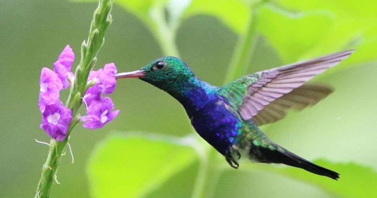 Animals That Eat a Lot