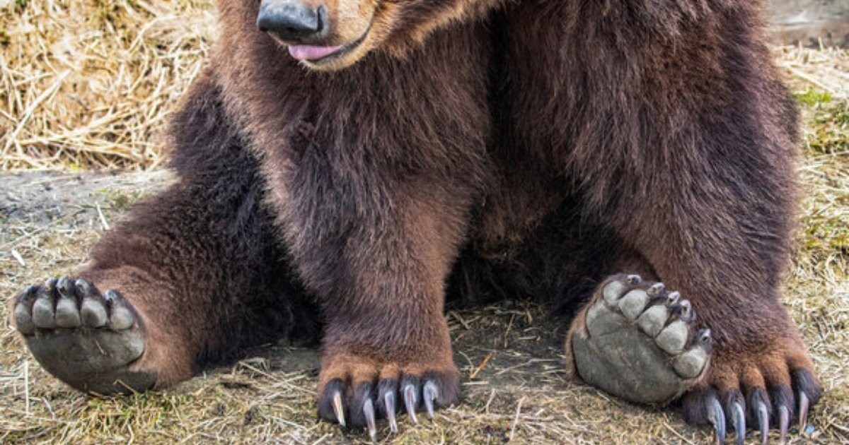 Animals With Sharp Claws