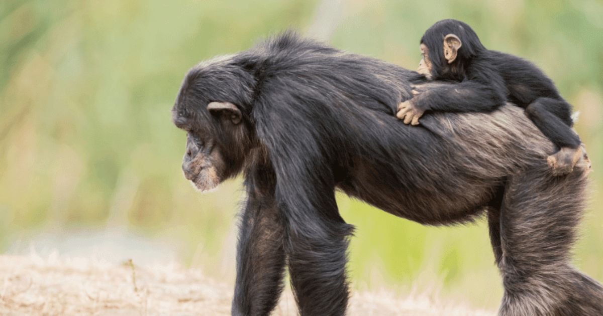Animals Without Tails