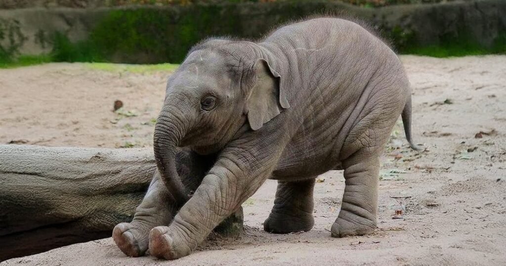 Baby elephant Clumsy animals