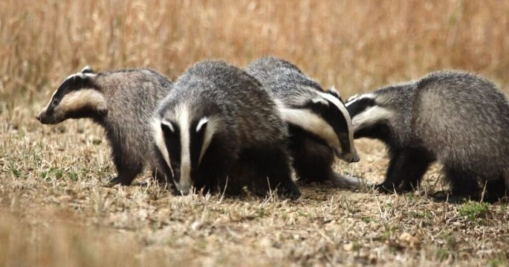 Badgers Reproduction