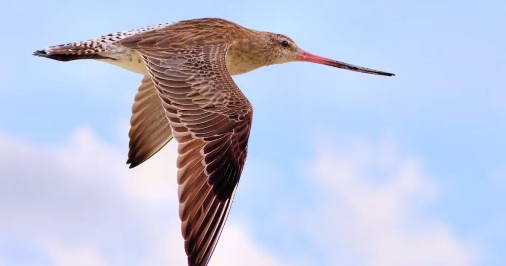 Bar-Tailed Godwits animals that eat a lot,