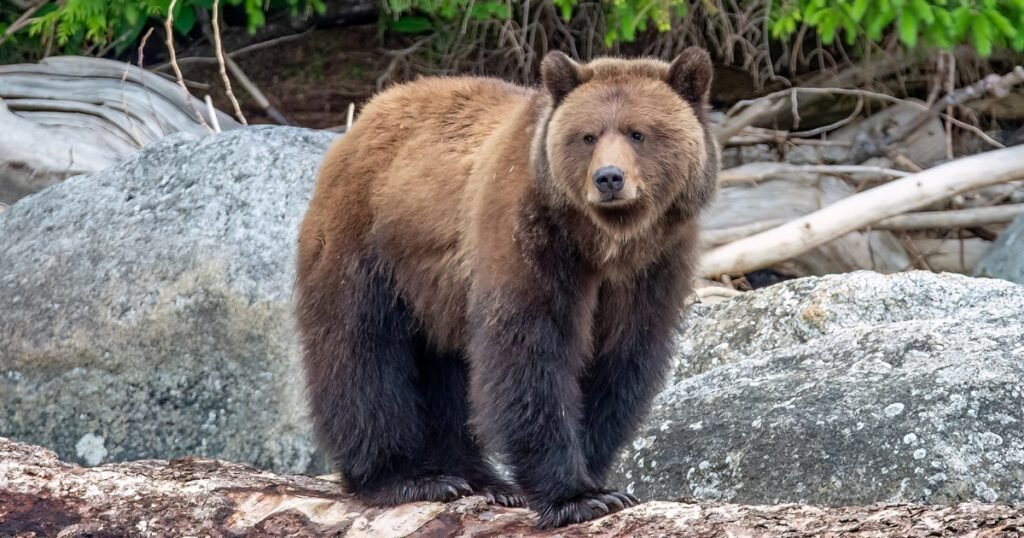 Bear What animals growl