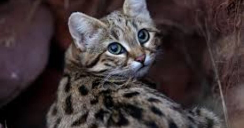 Black-Footed Cats greedy animals