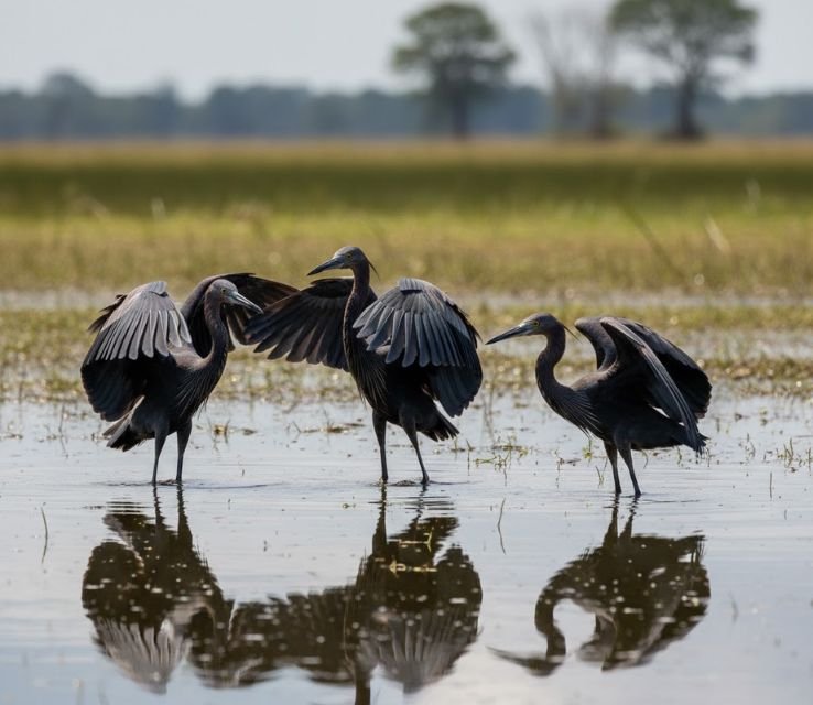 Black Herons sneaky animals