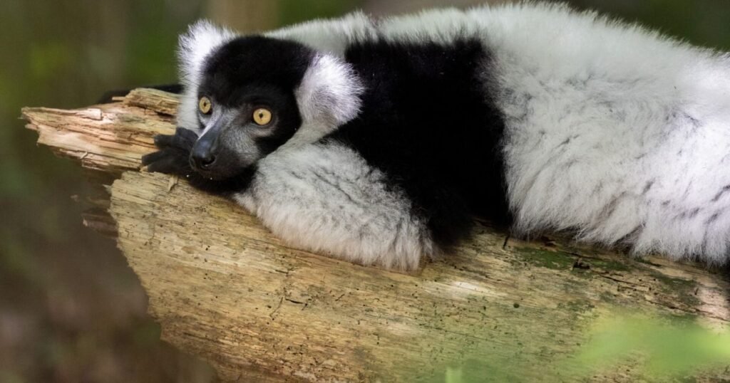 Black-and-White Ruffed Lemur animal with long tail