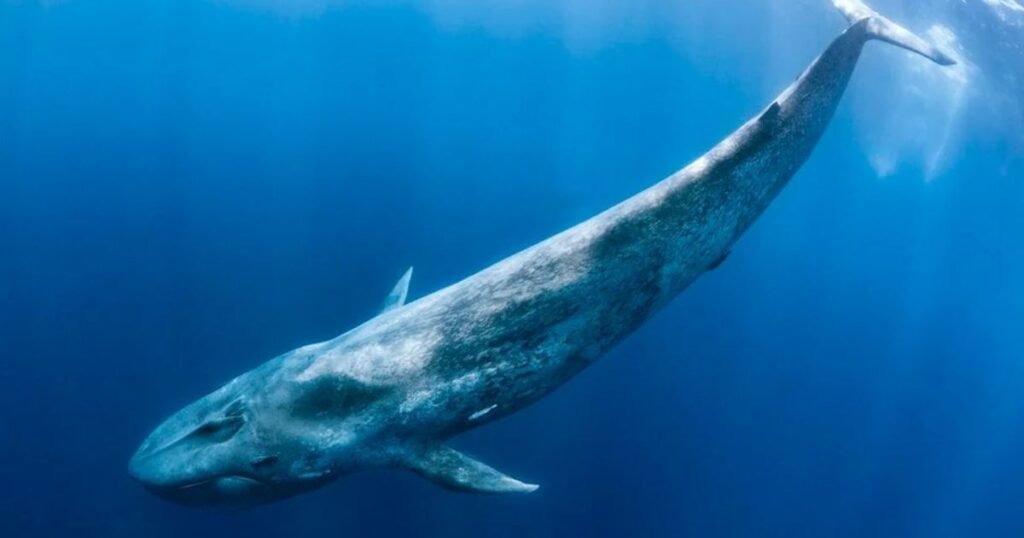 Blue Whales animals that eat a lot,