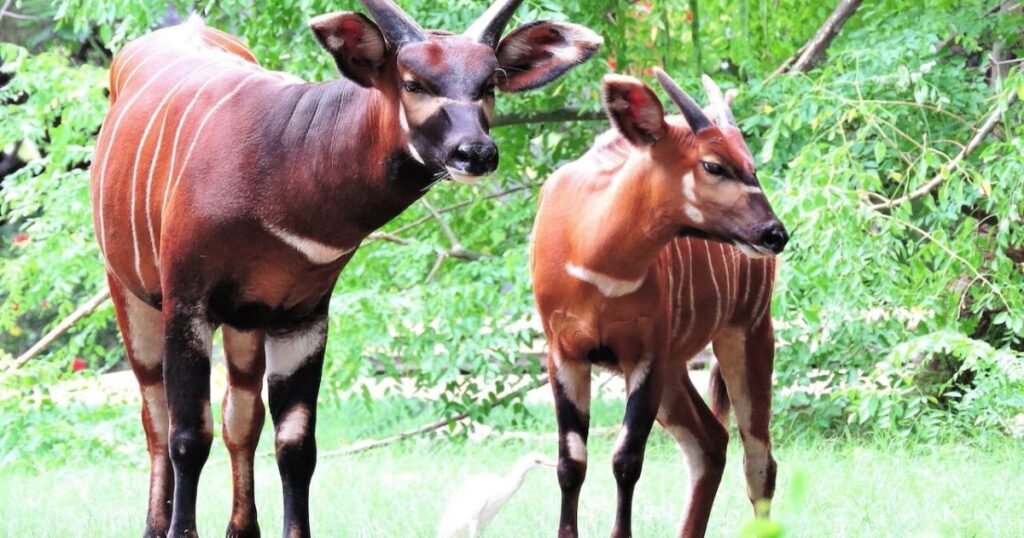 Bongo what animals have stripes