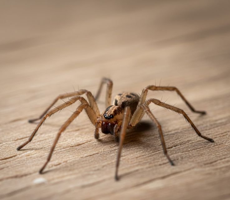 Brown Recluse