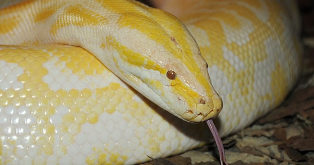 Burmese Python greediest animals