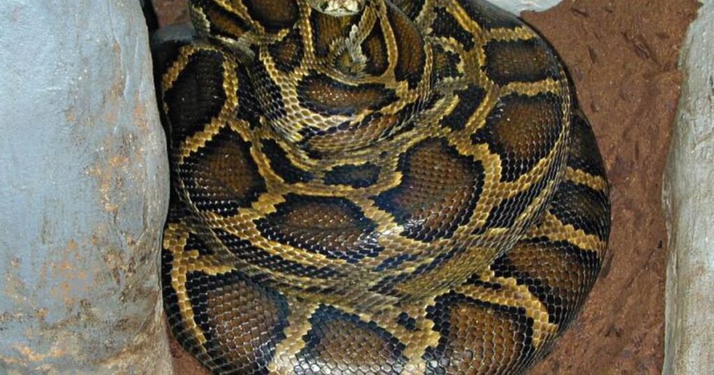 Burmese Pythons greediest animal