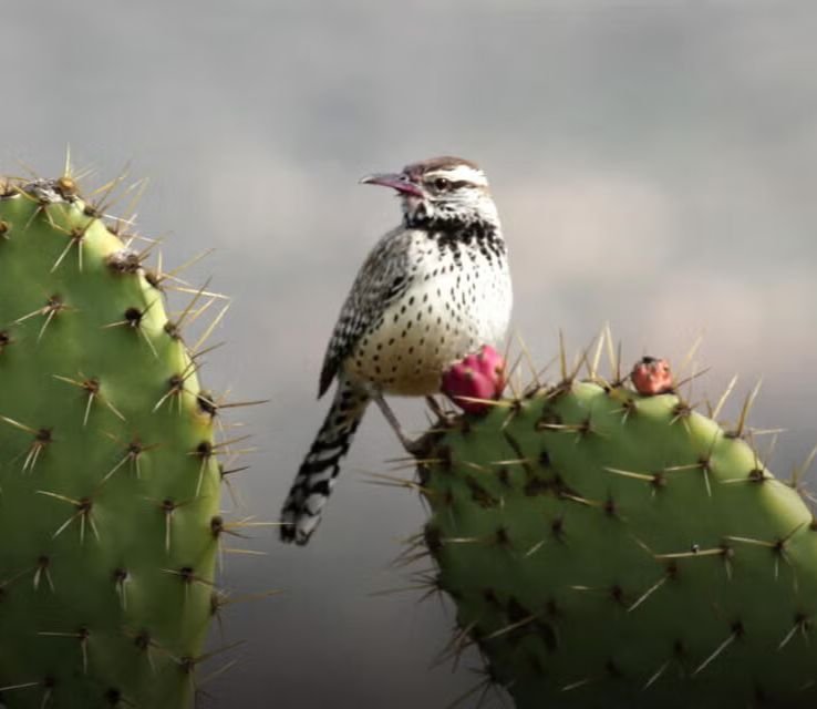 Cactus Wren Animals That Eat Cactus