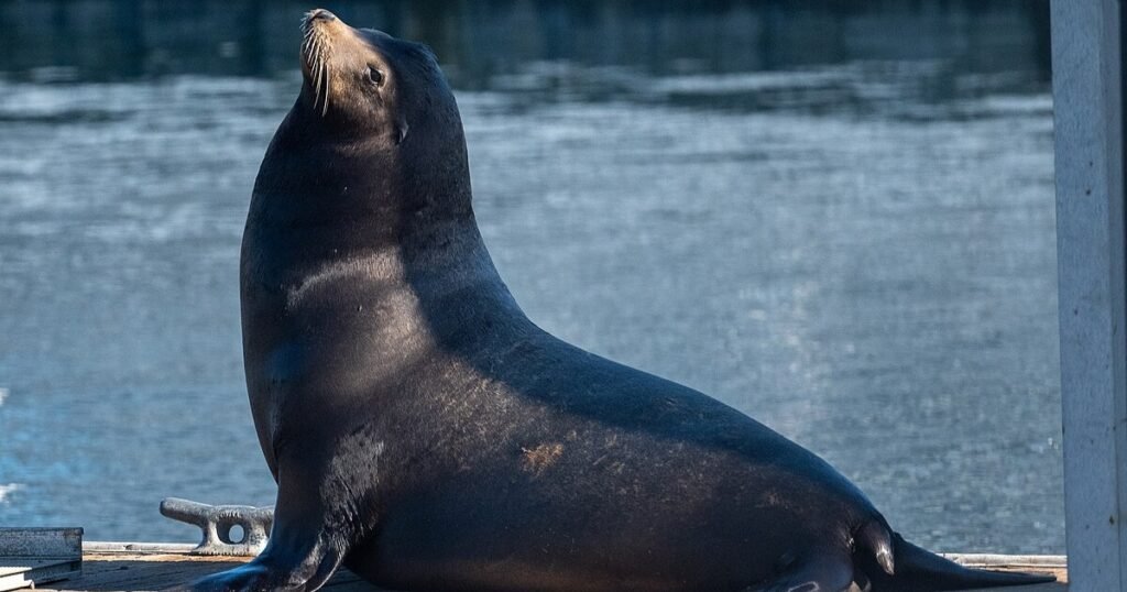 California Sea Lion Flippers Animals