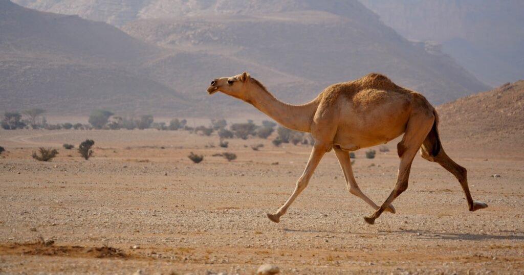 Camels stubborn animals