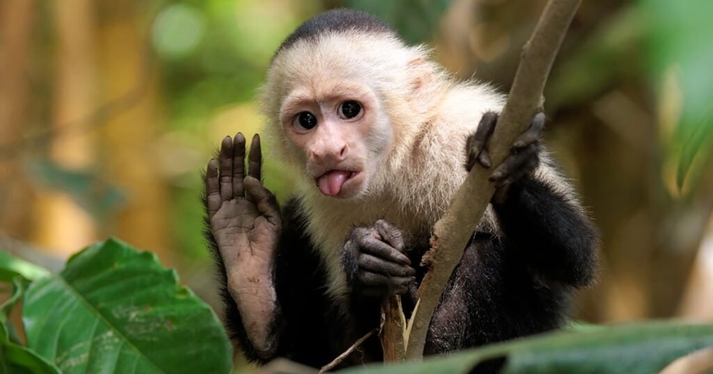 Capuchin Monkey Small Monkey