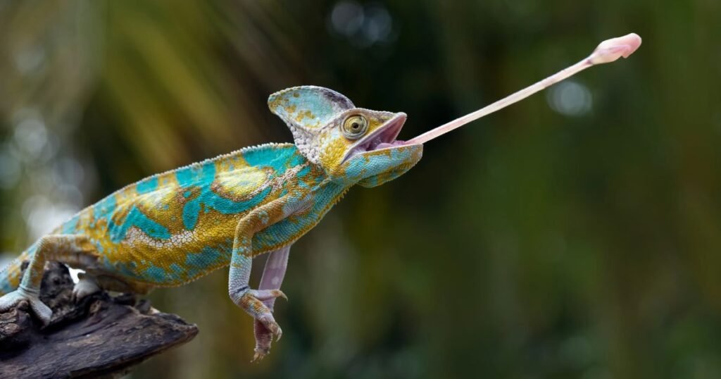 Chameleon small animals with long tails