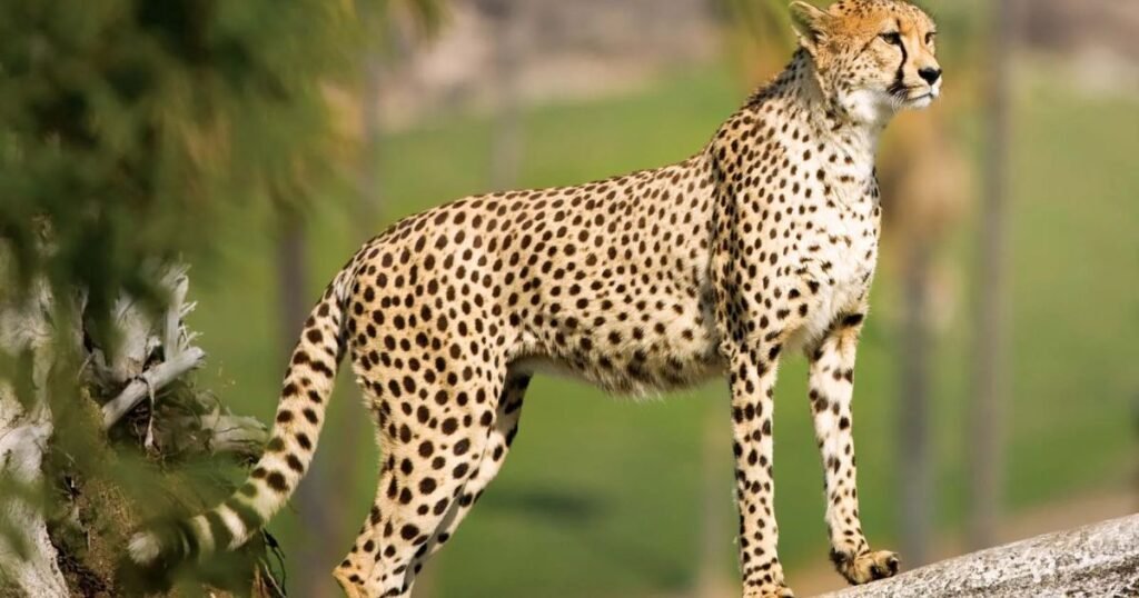Cheetah animals with long tails