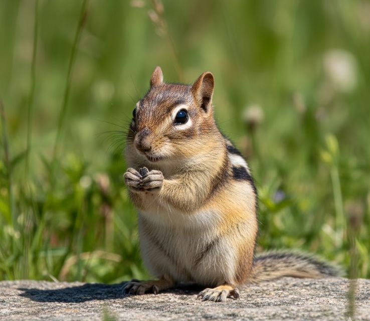 Chipmunks