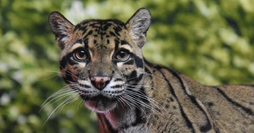 Clouded Leopard animals with tails list