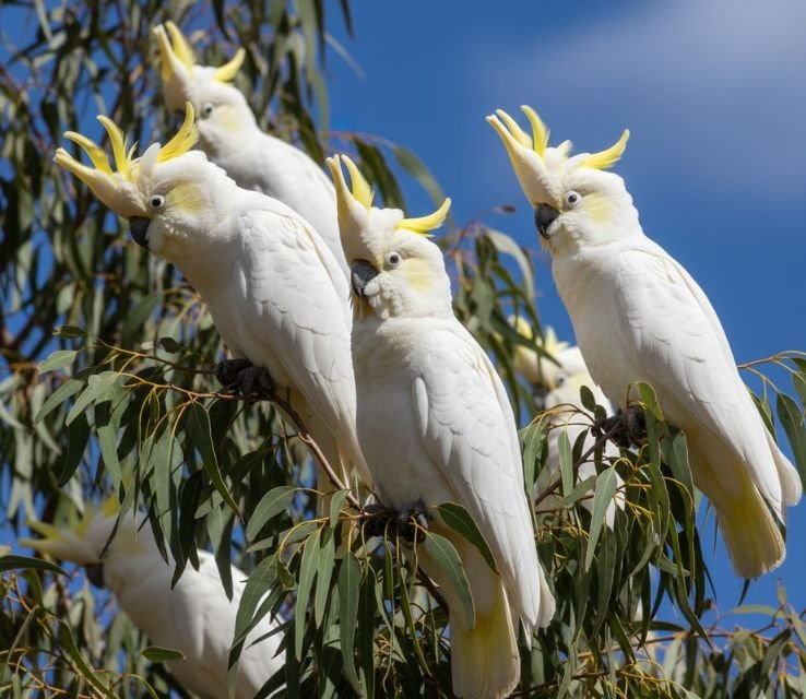 Cockatoos animals with 2 legs