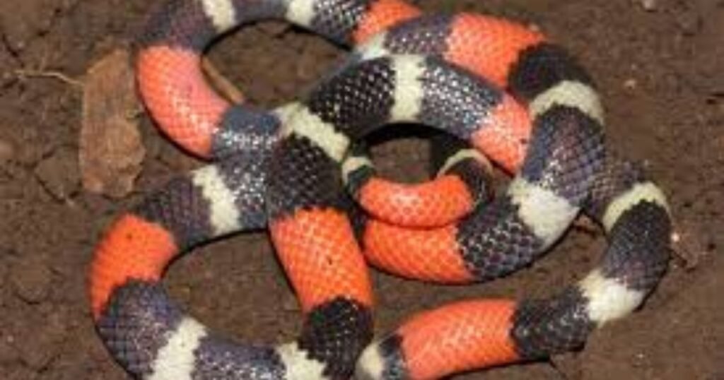 Coral Snake african mammal with striped legs