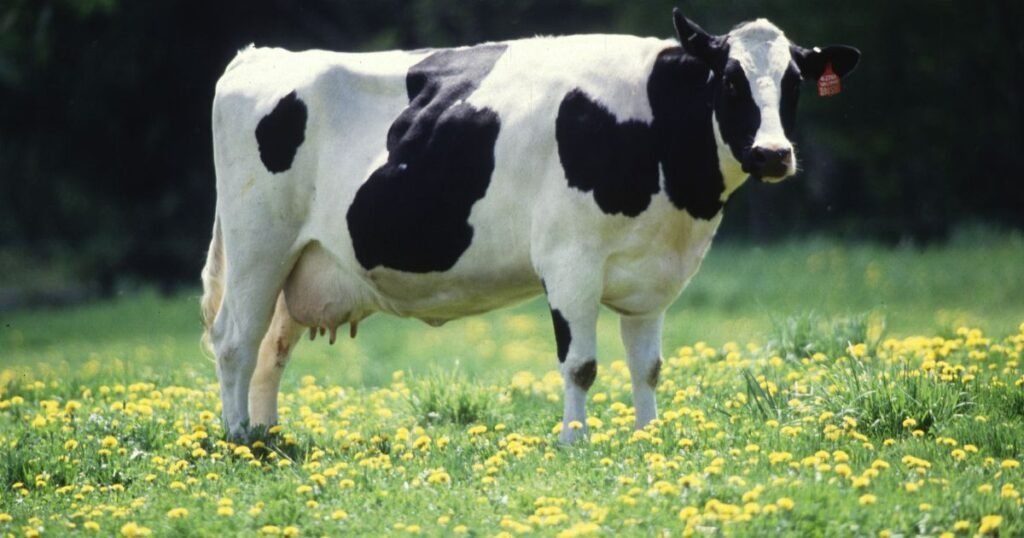 Cow what animal eats the most