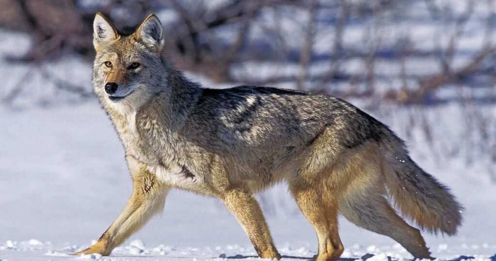 Coyotes resemble to Fox