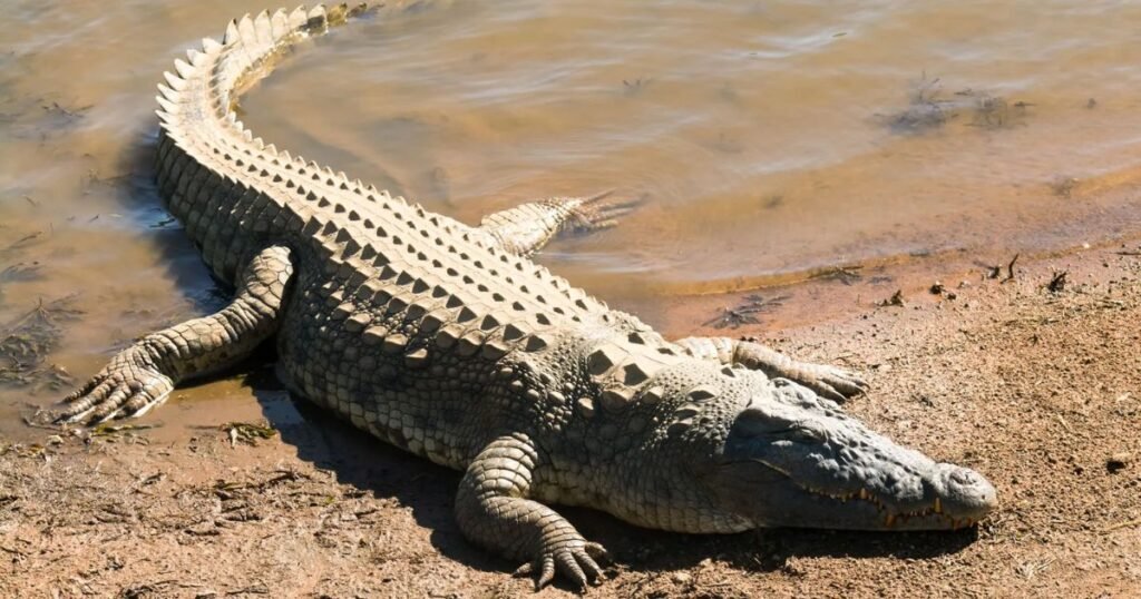 Crocodile what animal eats the most
