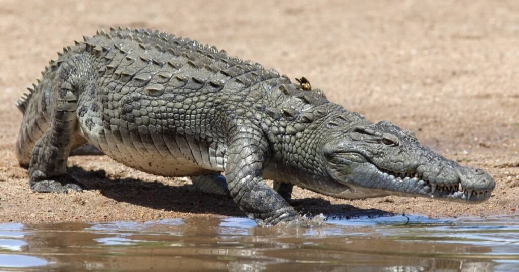 Crocodiles growl sound animal