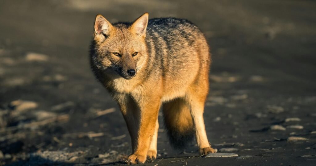 Culpeo similar to fox