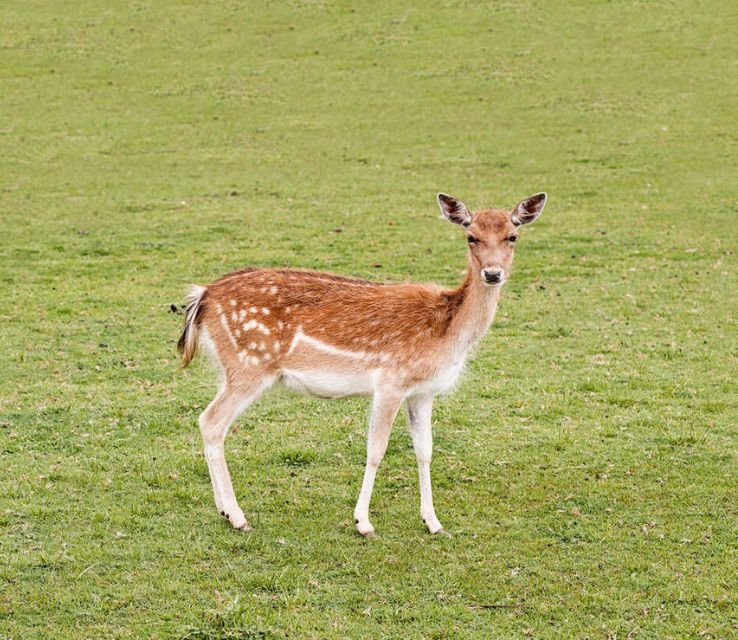 Deers Animals That Eat Cactus