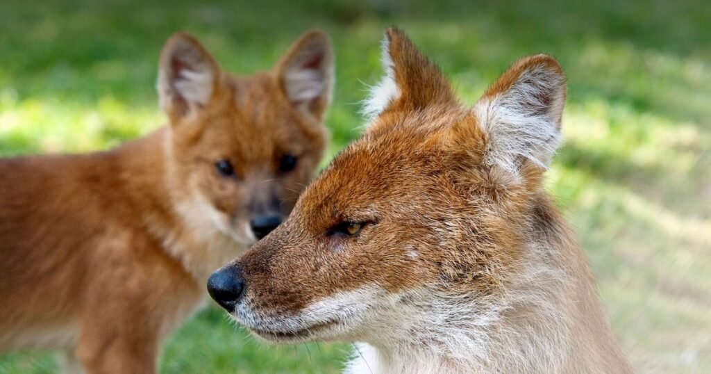 Dholes similar tor fox