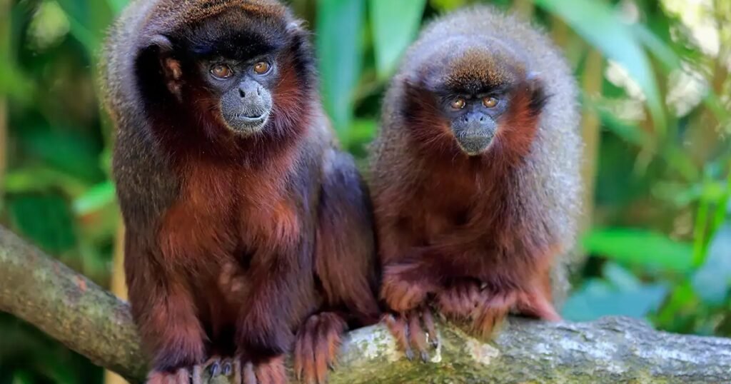 Dusky Titi Small Monkey