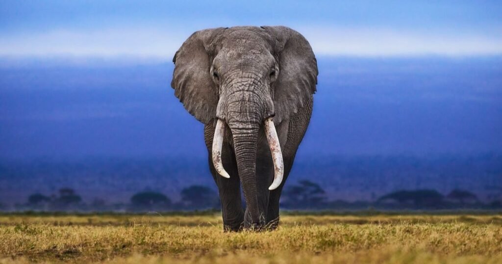 Elephants animals that eat