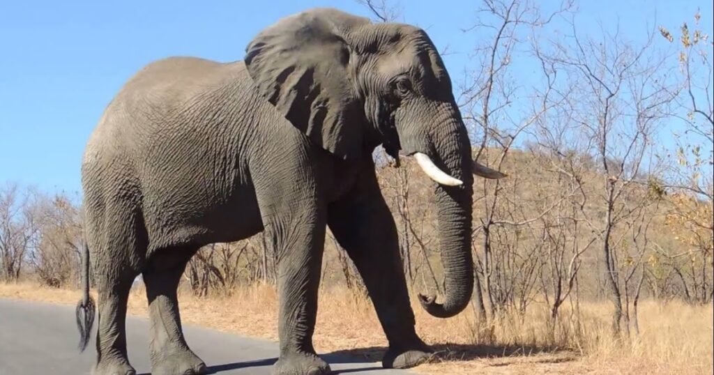 Elephants stubborn animals