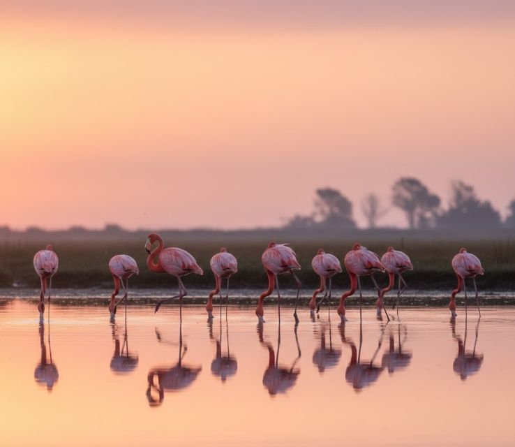 Flamingos 2 legs animals