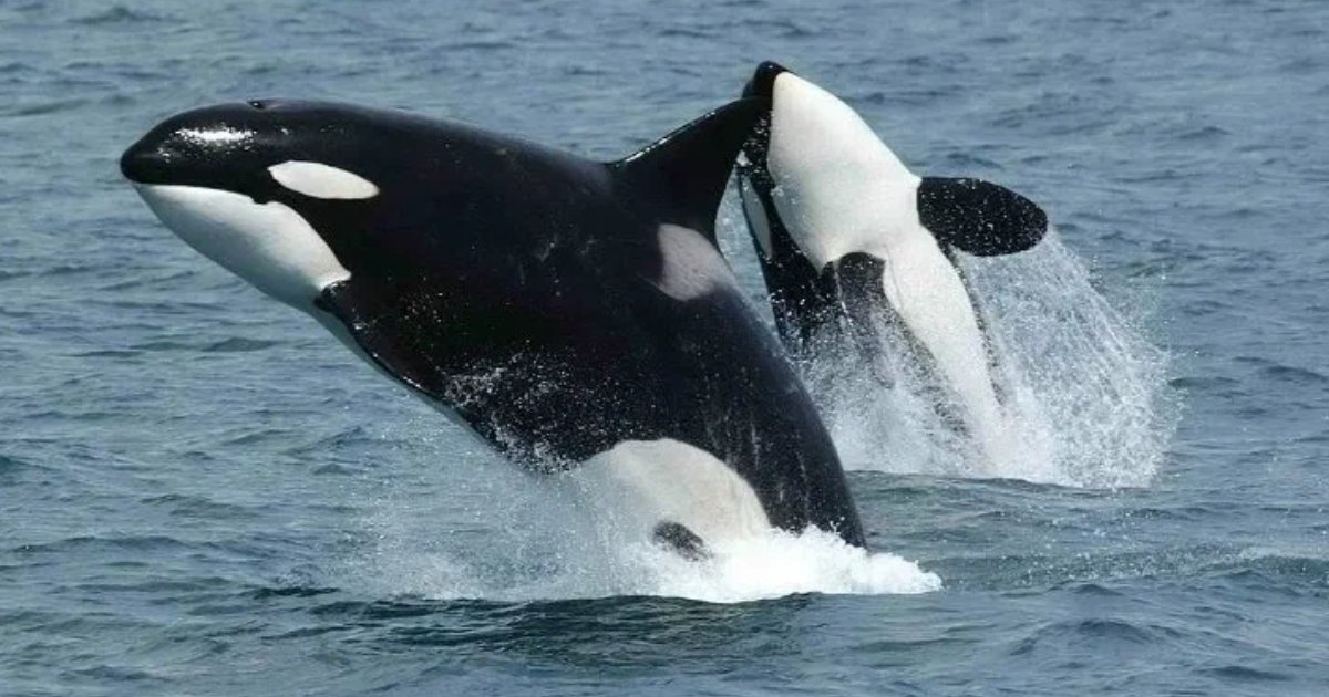 Flippers Animals