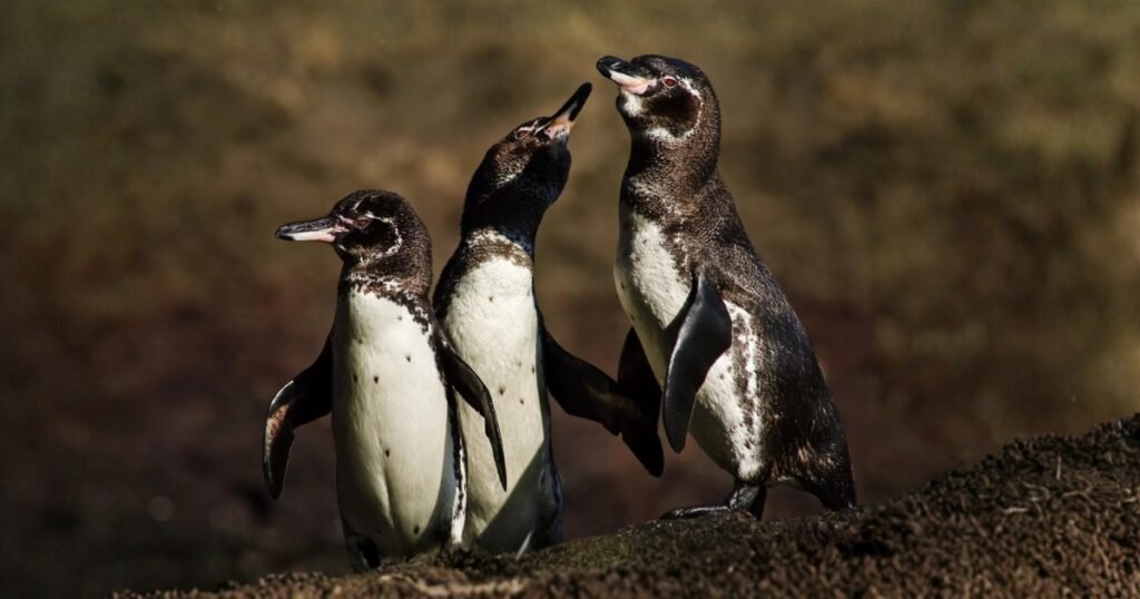 Galapagos Penguin Flippers Animals