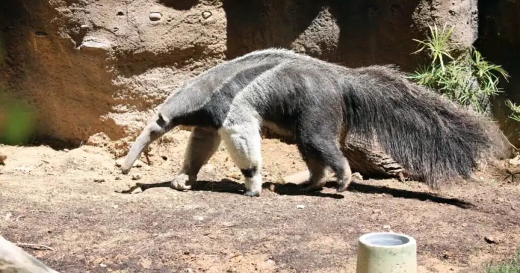 Giant Anteater animal with long tail