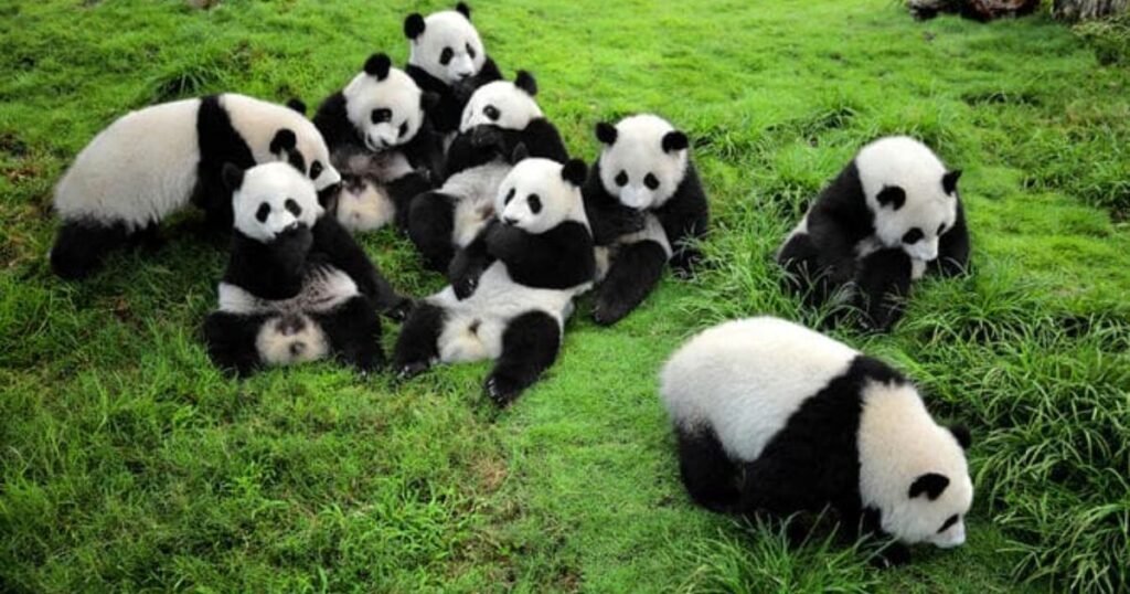 Giant Pandas greedy animals