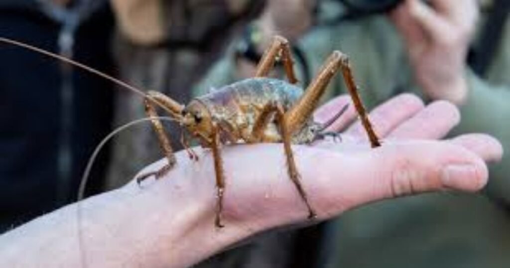 Giant weta animals that eat a lot,