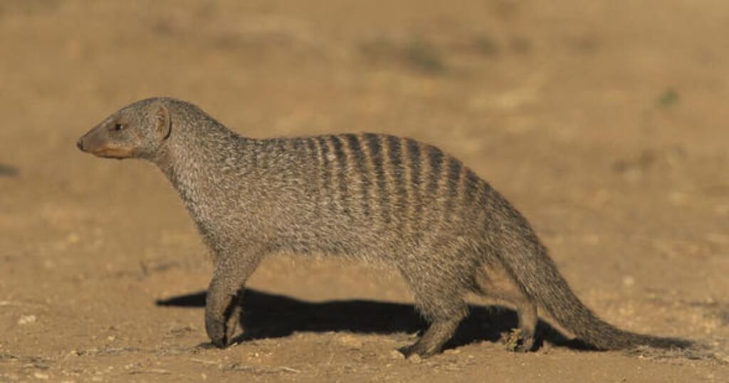 Giant-striped mongoose what animals have stripes
