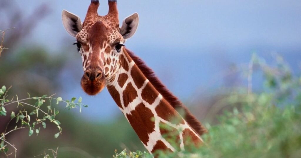 Giraffe what animal eats