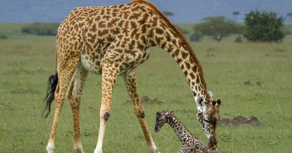 Giraffe which animal has long tail