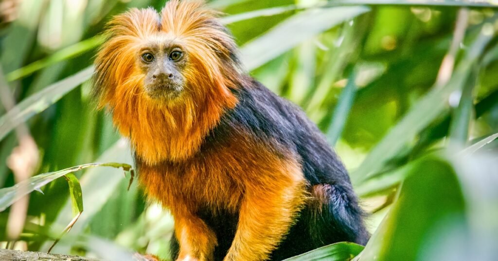 Golden Lion Tamarin Small Monkey