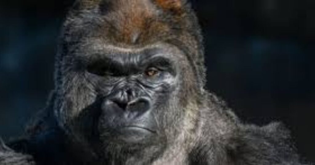 Gorilla animals that eat